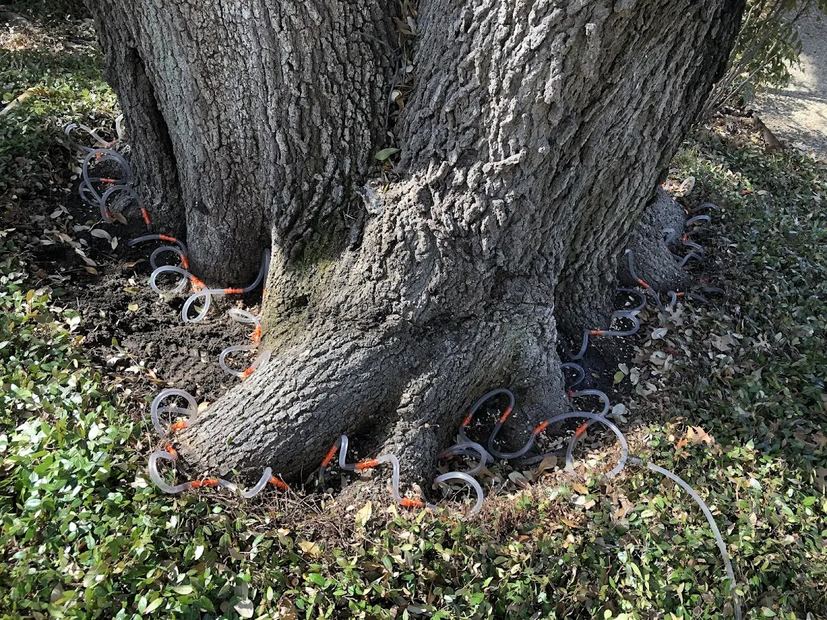 Detailed Tree Cabling and Bracing job site in Egnar