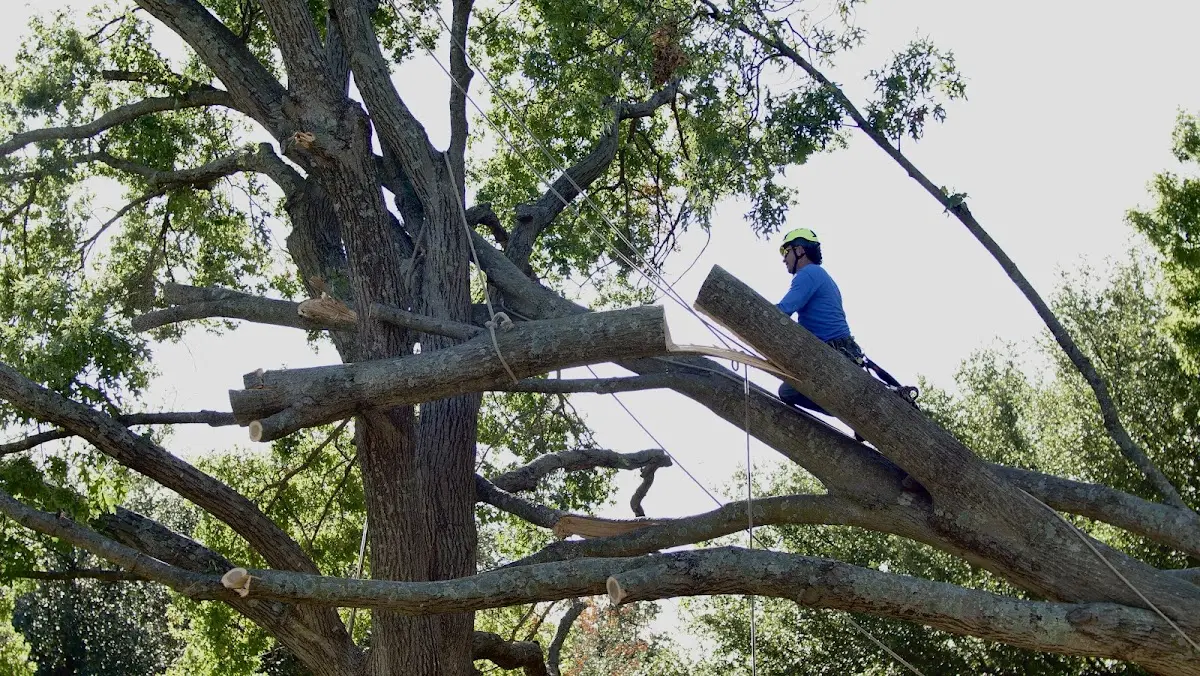 Professional Hazardous Tree Removal performed by certified arborists in Egnar