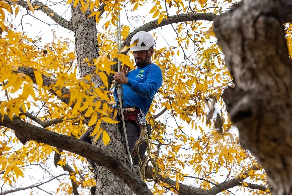 Skilled Storm Damage Cleanup crew working in Egnar